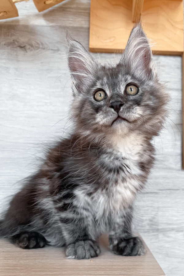 Patrick | Maine Coon Kitten