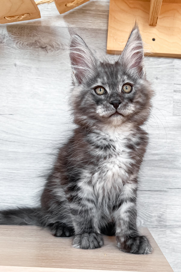 Patrick | Maine Coon Kitten