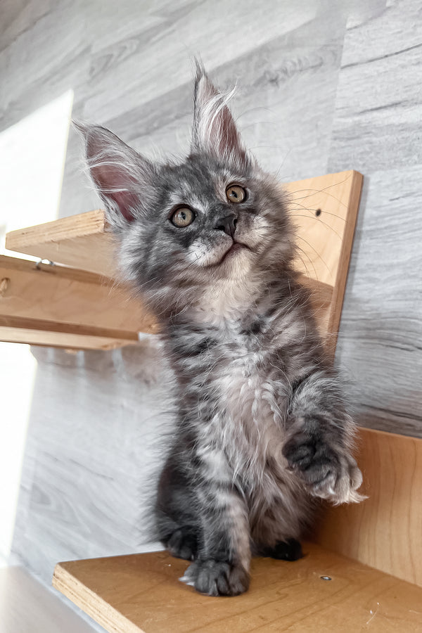 Patrick | Maine Coon Kitten