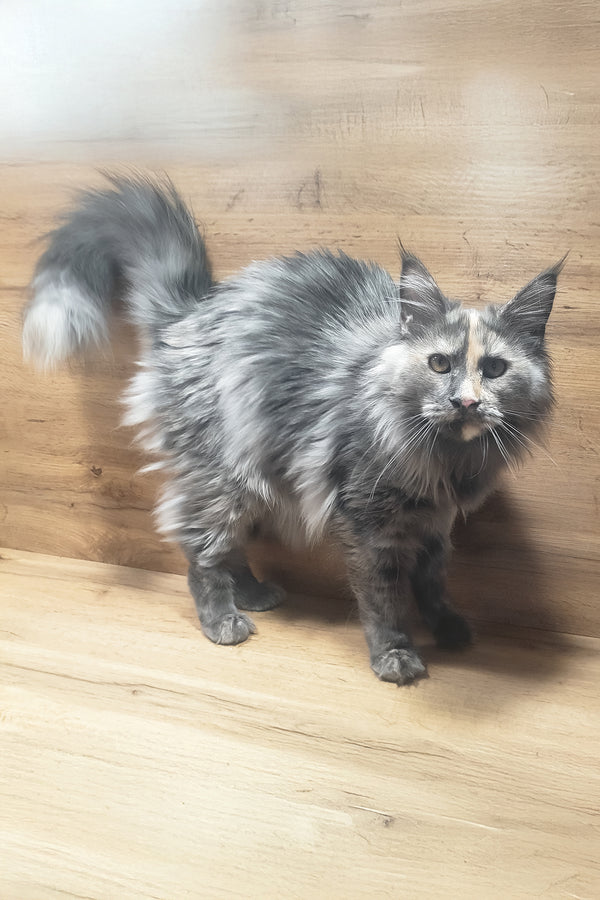 Amazon | Maine Coon Kitten