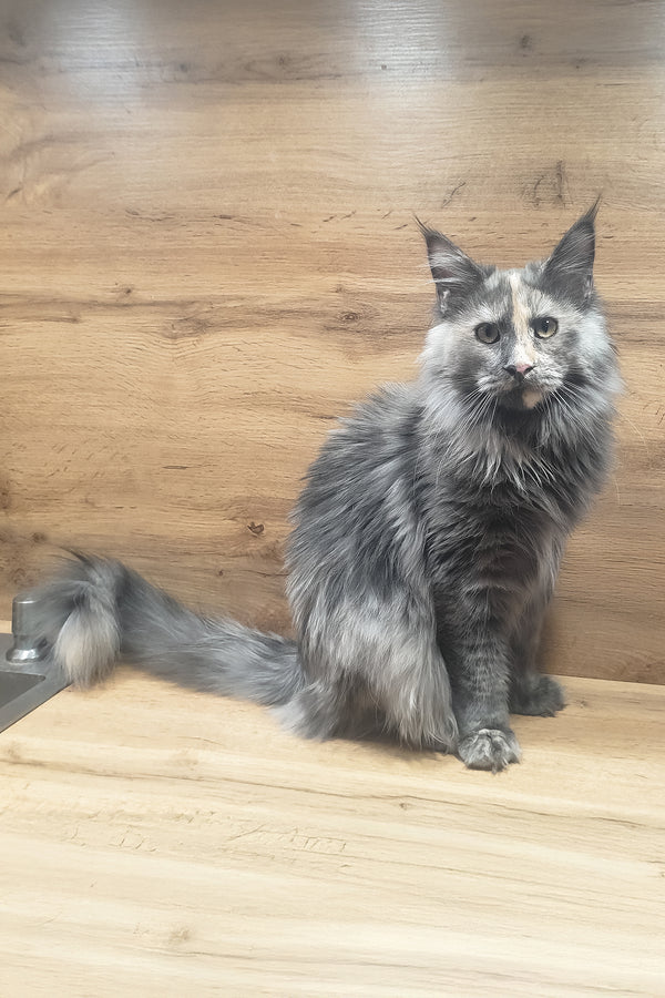 Amazon | Maine Coon Kitten