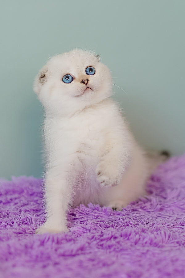 Barbie | Scottish Fold Kitten