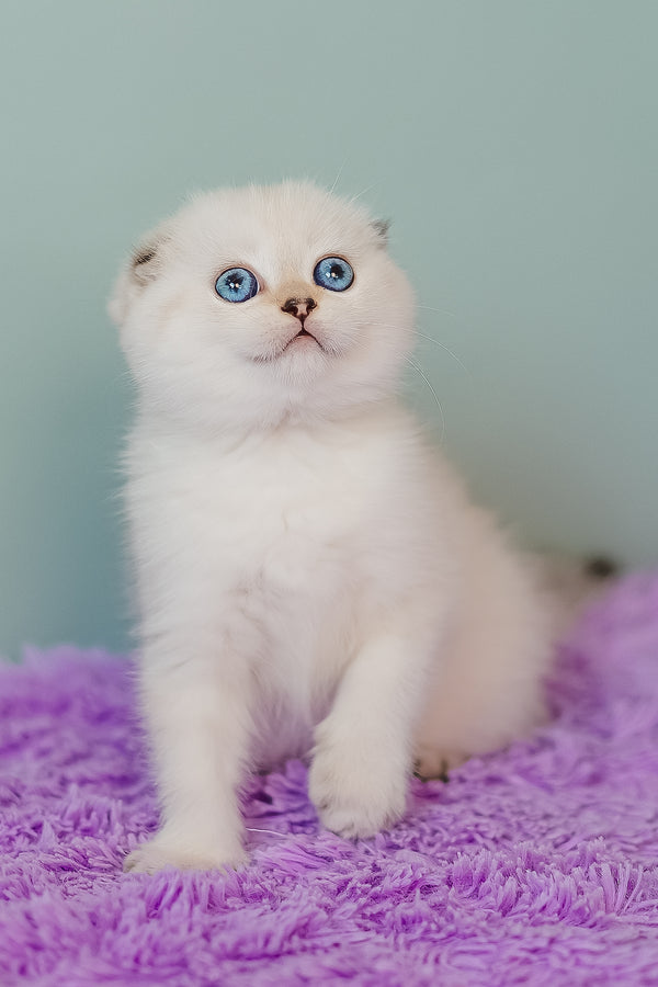 Barbie | Scottish Fold Kitten