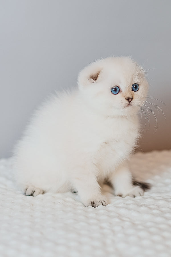 Barbie | Scottish Fold Kitten