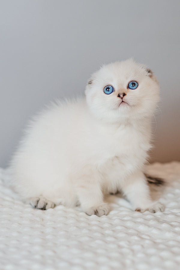 Barbie | Scottish Fold Kitten
