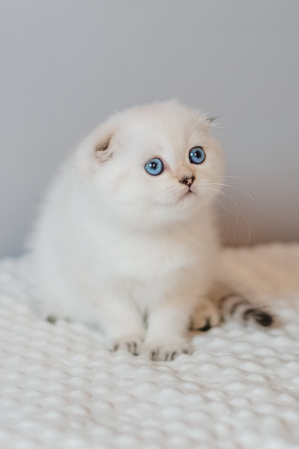 Barbie | Scottish Fold Kitten