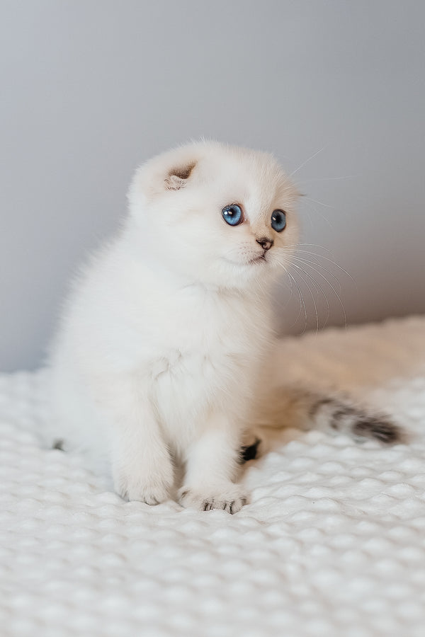 Barbie | Scottish Fold Kitten