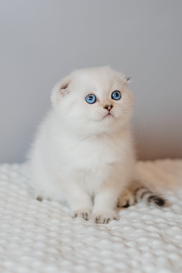 Barbie | Scottish Fold Kitten