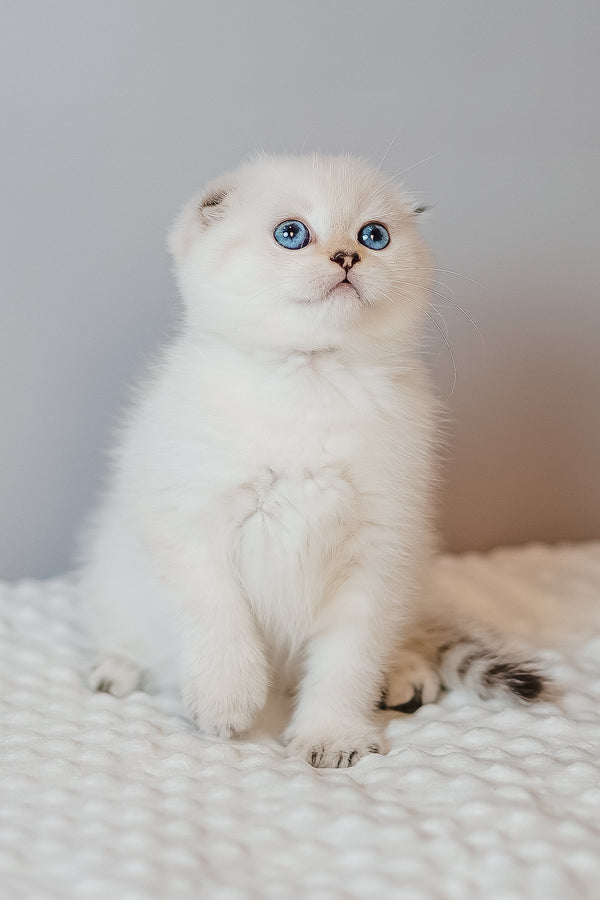 Barbie | Scottish Fold Kitten