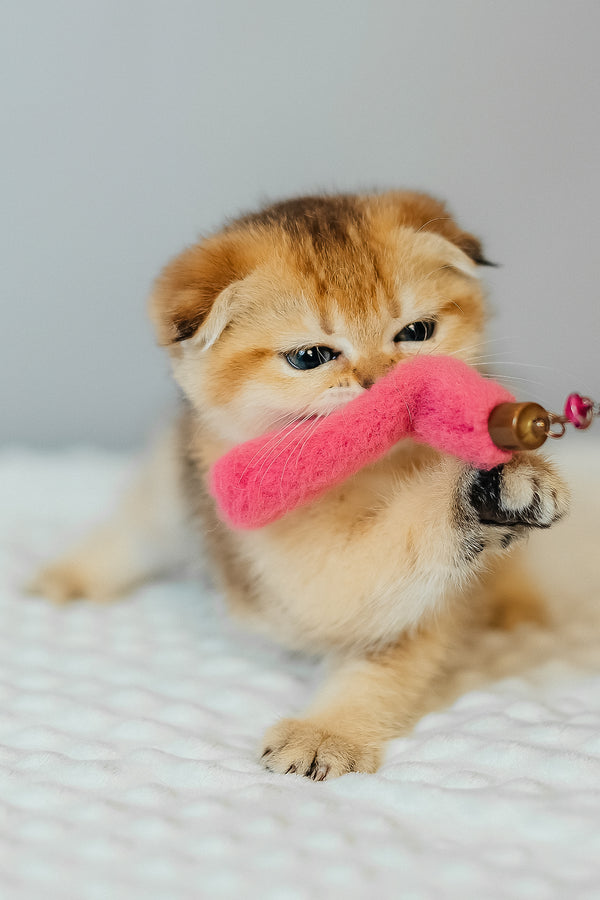 Diana | Scottish Fold Kitten