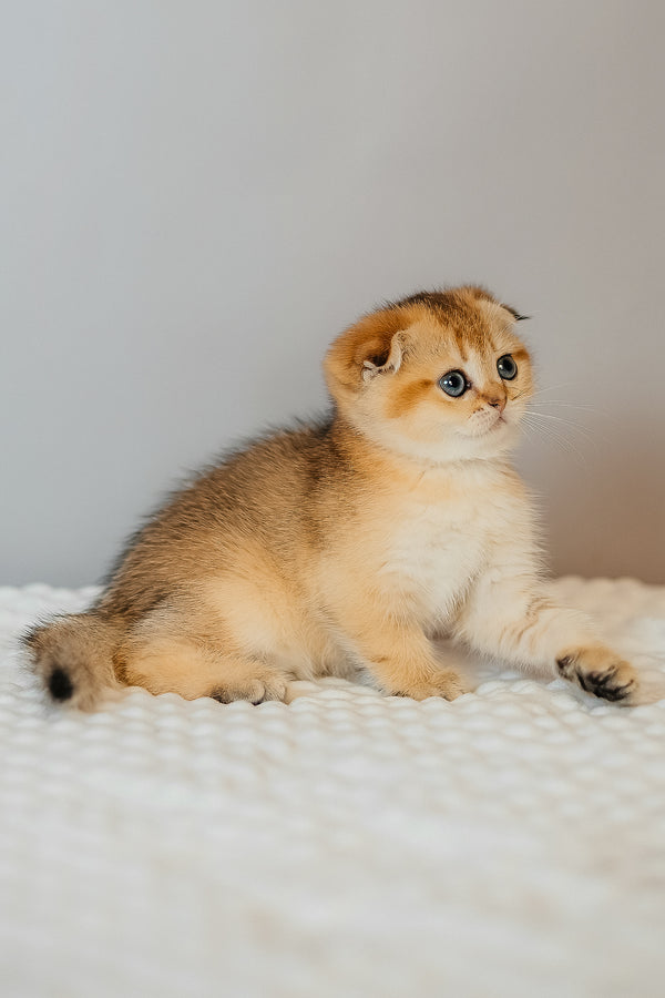 Diana | Scottish Fold Kitten