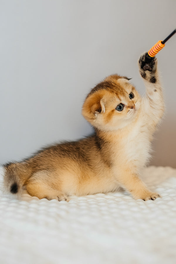 Diana | Scottish Fold Kitten