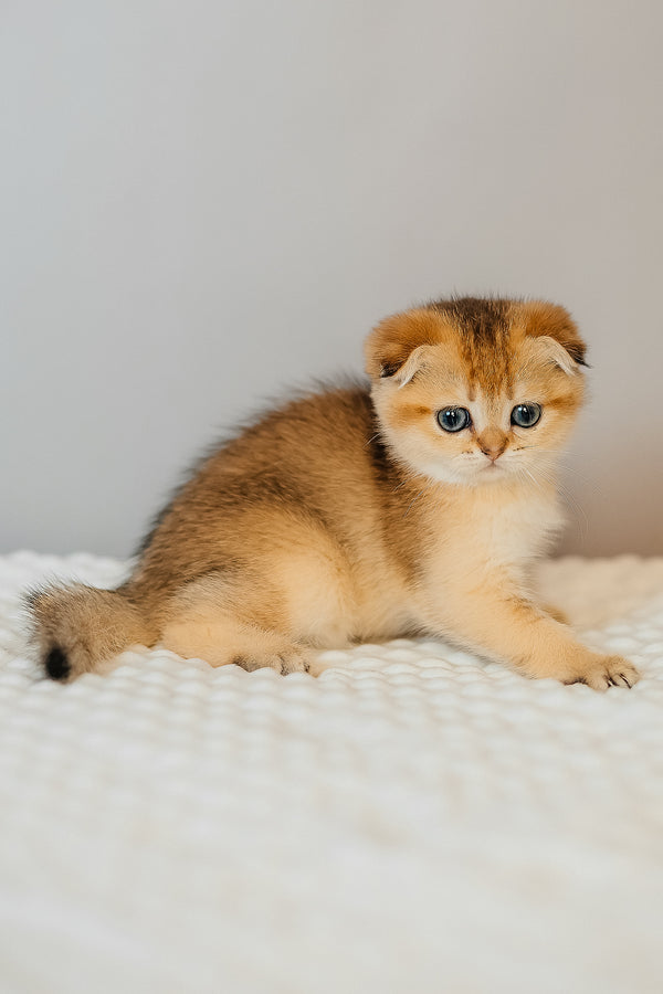 Diana | Scottish Fold Kitten