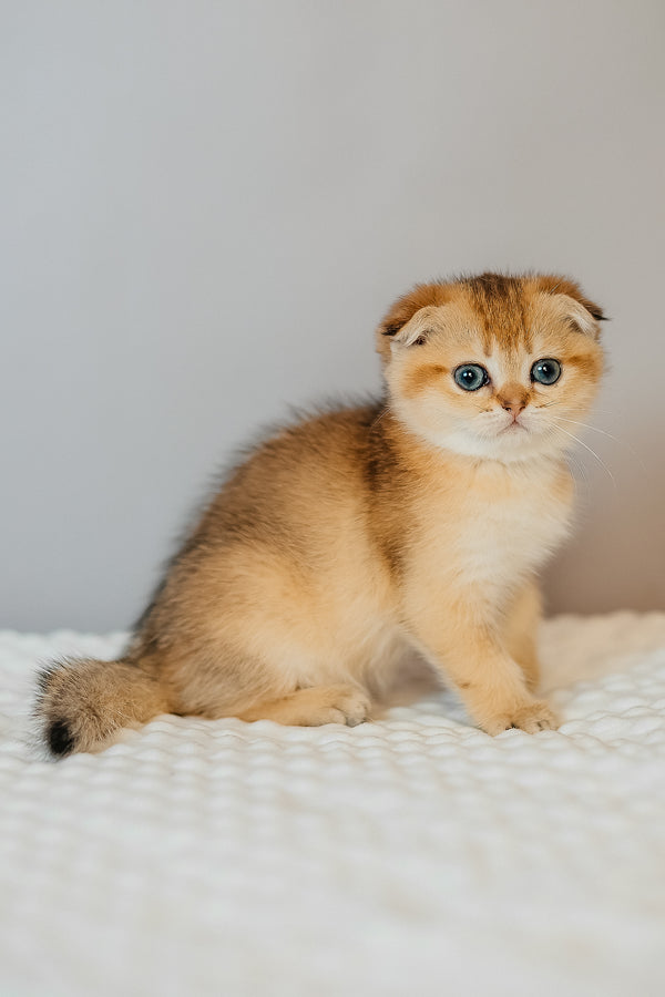 Diana | Scottish Fold Kitten