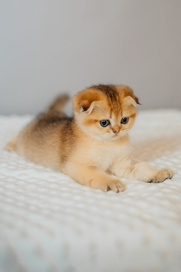 Diana | Scottish Fold Kitten