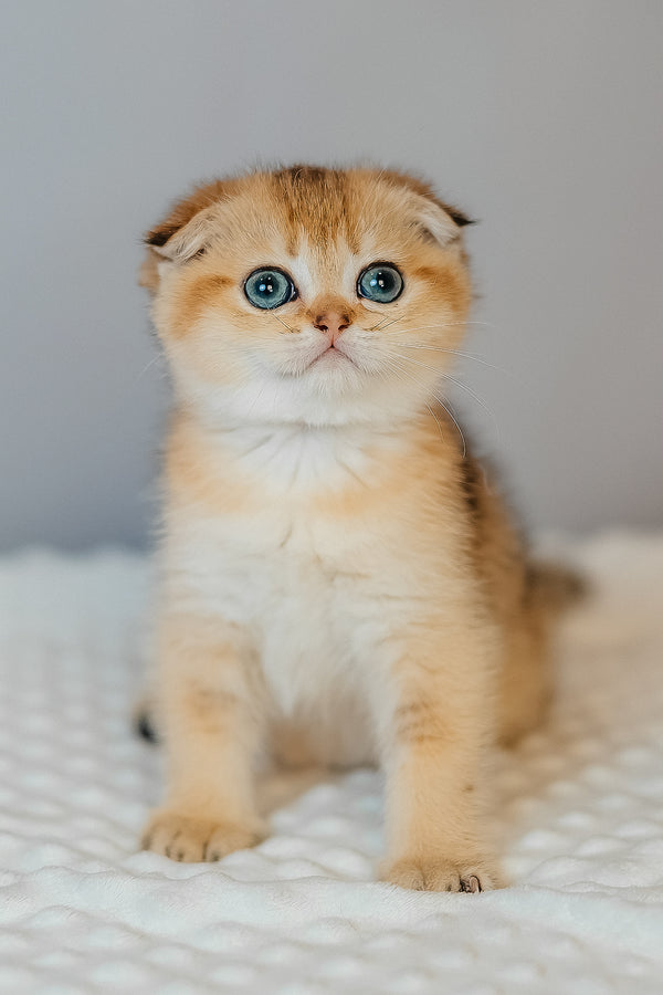 Diana | Scottish Fold Kitten