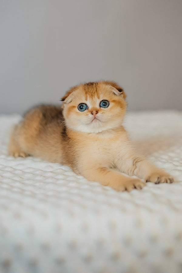 Diana | Scottish Fold Kitten
