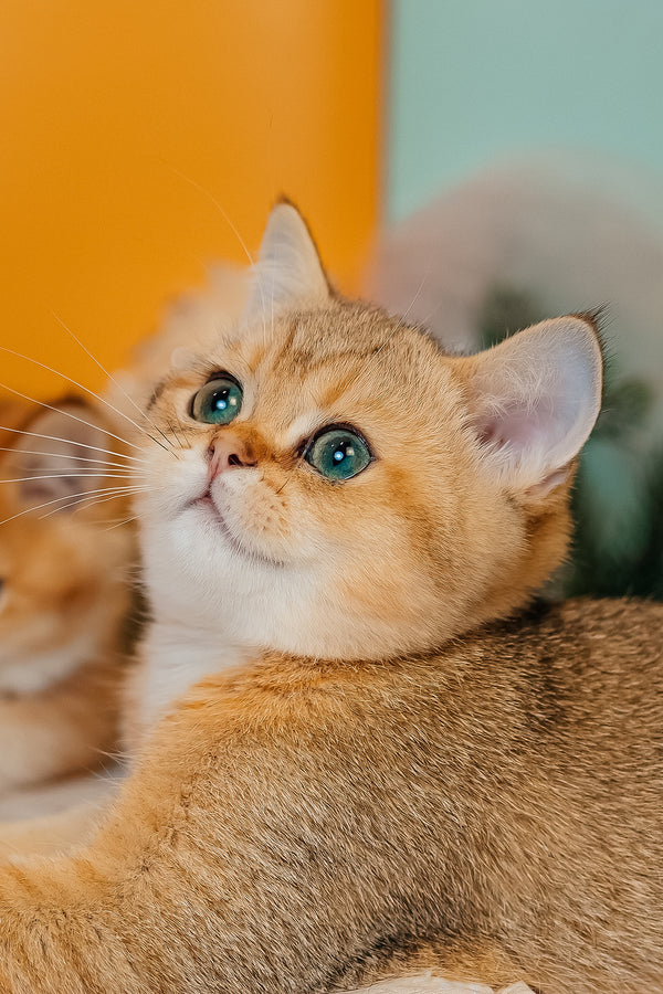 Xanthi | Scottish Straight Kitten