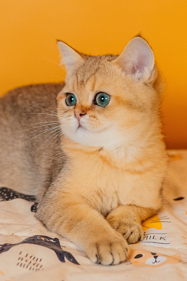 Xanthi | Scottish Straight Kitten