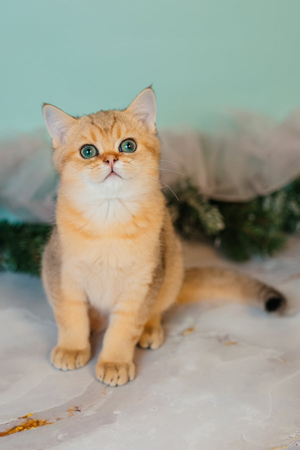 Xanthi | Scottish Straight Kitten