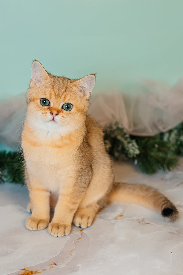 Xanthi | Scottish Straight Kitten