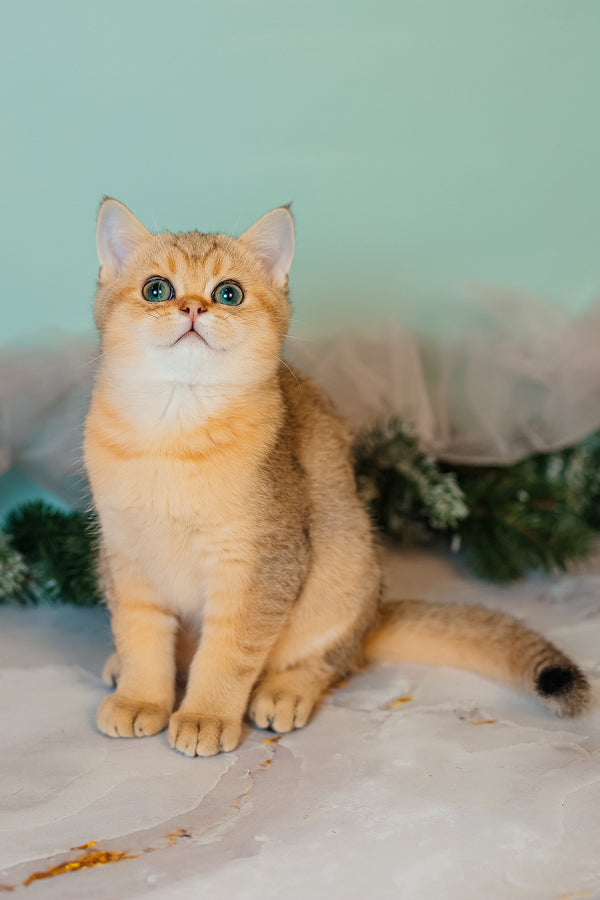 Xanthi | Scottish Straight Kitten