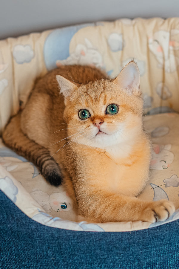 Xanthi | Scottish Straight Kitten