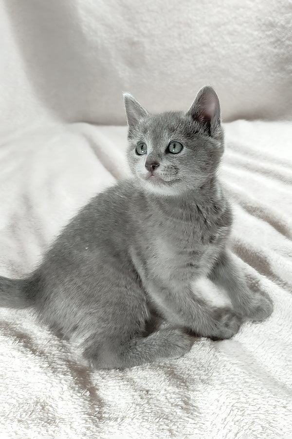 Leo | Russian Blue Kitten
