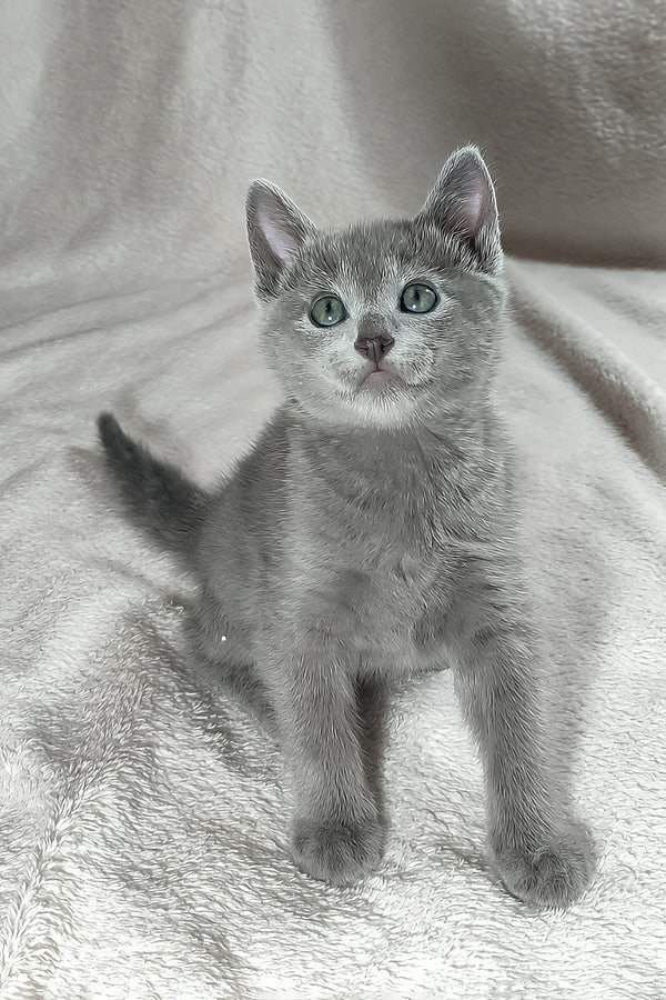 Leo | Russian Blue Kitten