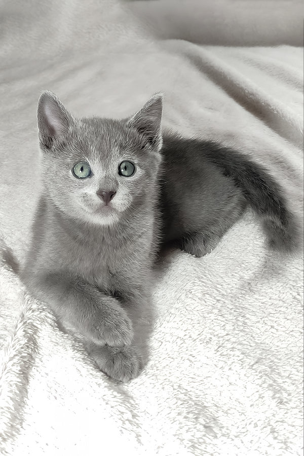 Leo | Russian Blue Kitten