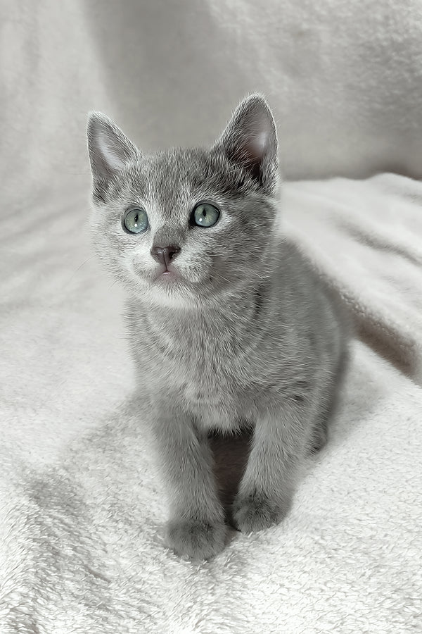 Leo | Russian Blue Kitten