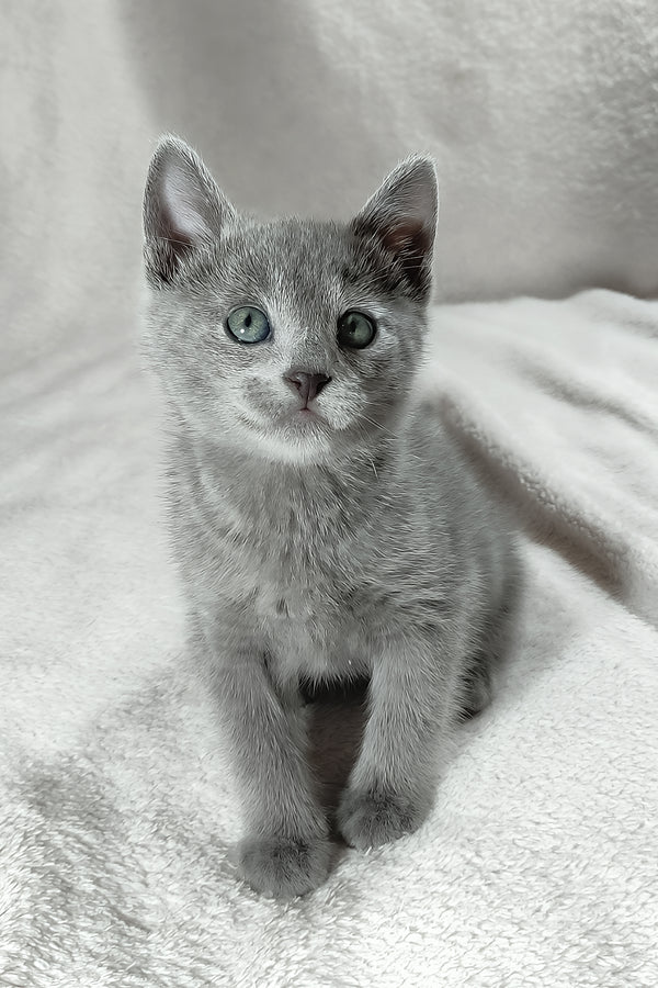 Leo | Russian Blue Kitten