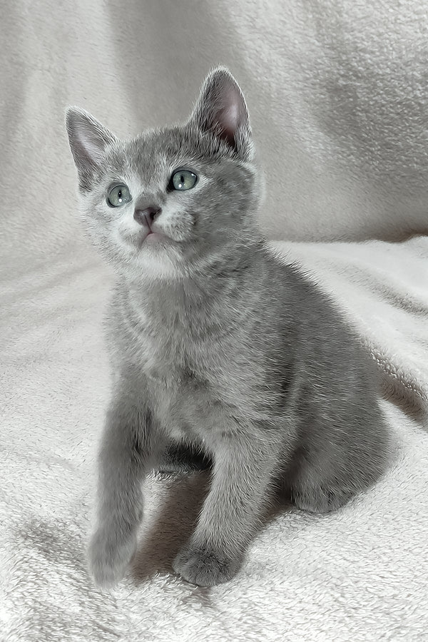 Leo | Russian Blue Kitten