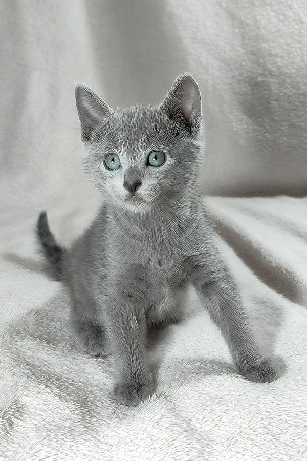 Leo | Russian Blue Kitten
