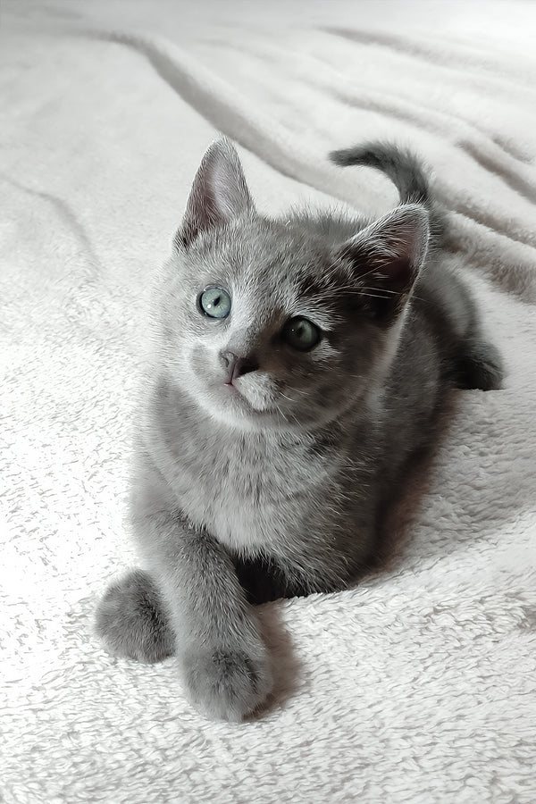 Leo | Russian Blue Kitten