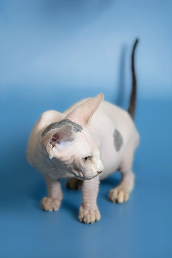 Euri | Canadian Sphynx Kitten