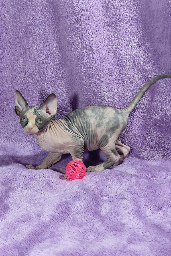Athena | Canadian Sphynx Kitten