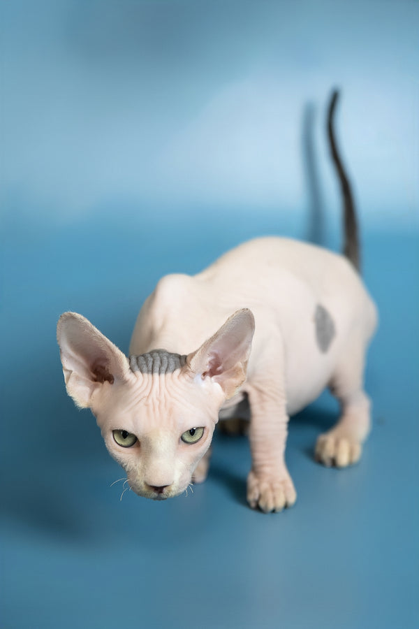 Euri | Canadian Sphynx Kitten