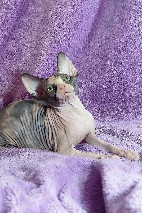 Athena | Canadian Sphynx Kitten