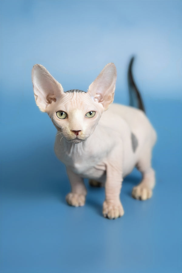 Euri | Canadian Sphynx Kitten