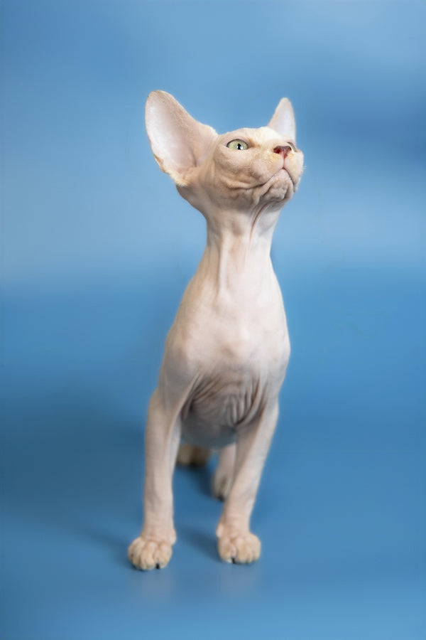 Euri | Canadian Sphynx Kitten