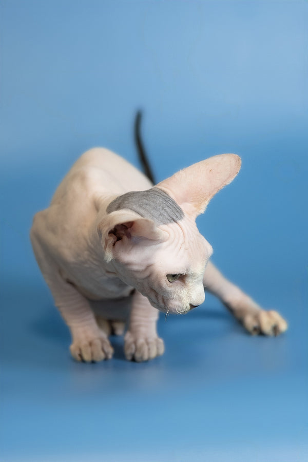 Euri | Canadian Sphynx Kitten