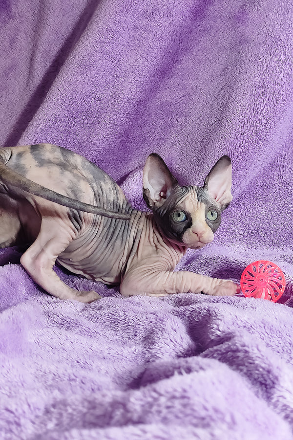 Athena | Canadian Sphynx Kitten