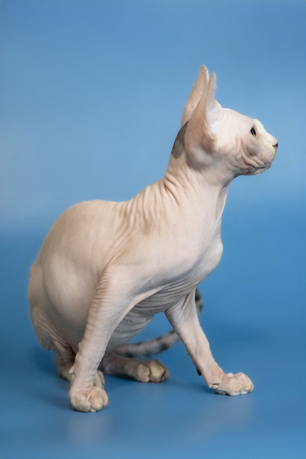Euri | Canadian Sphynx Kitten