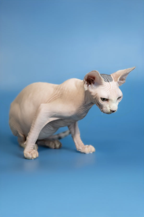 Euri | Canadian Sphynx Kitten