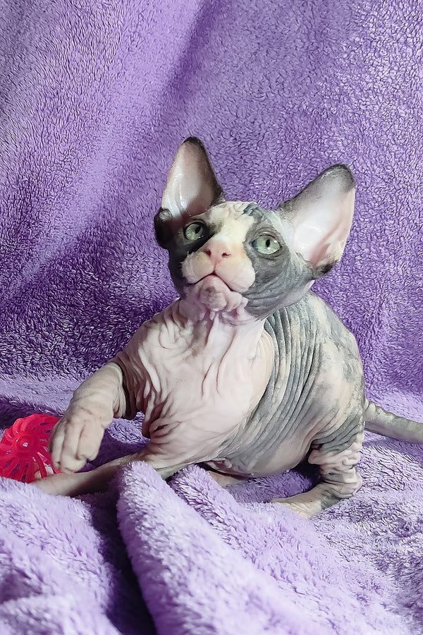 Athena | Canadian Sphynx Kitten