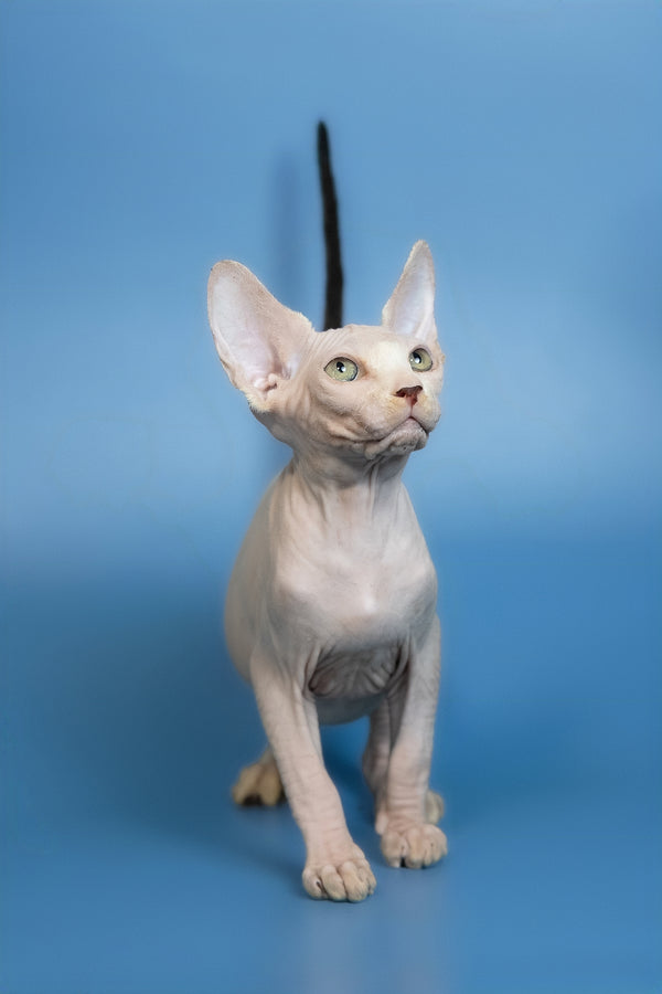 Euri | Canadian Sphynx Kitten