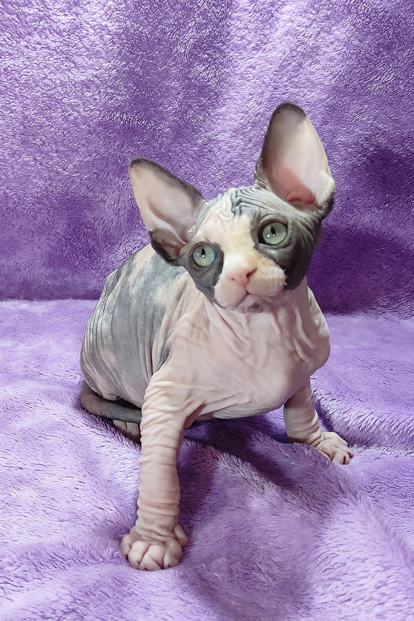 Athena | Canadian Sphynx Kitten