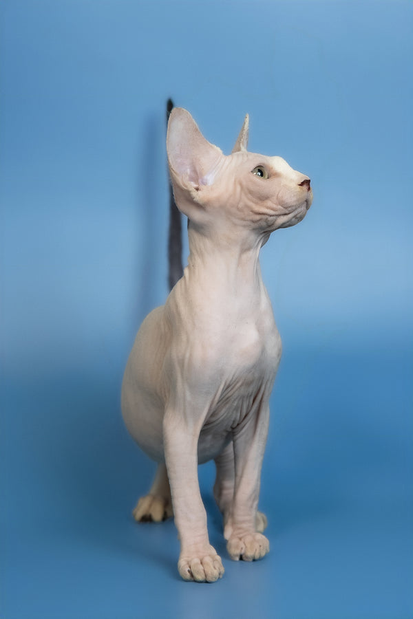 Euri | Canadian Sphynx Kitten