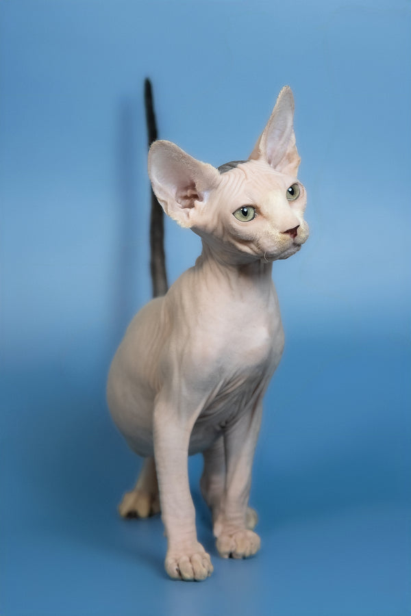 Euri | Canadian Sphynx Kitten